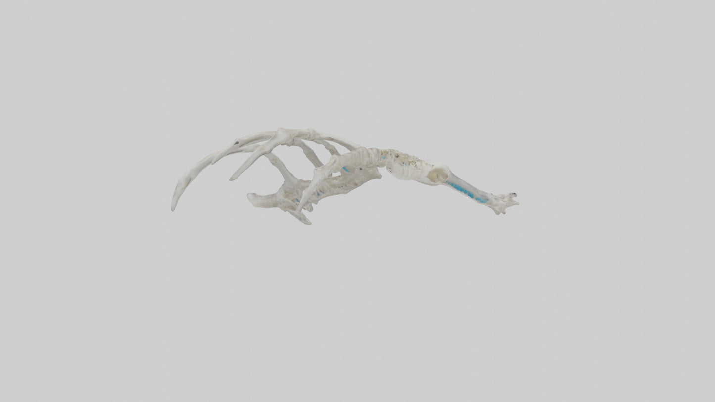 Penguin Flipper Skeleton model VR / AR / low-poly