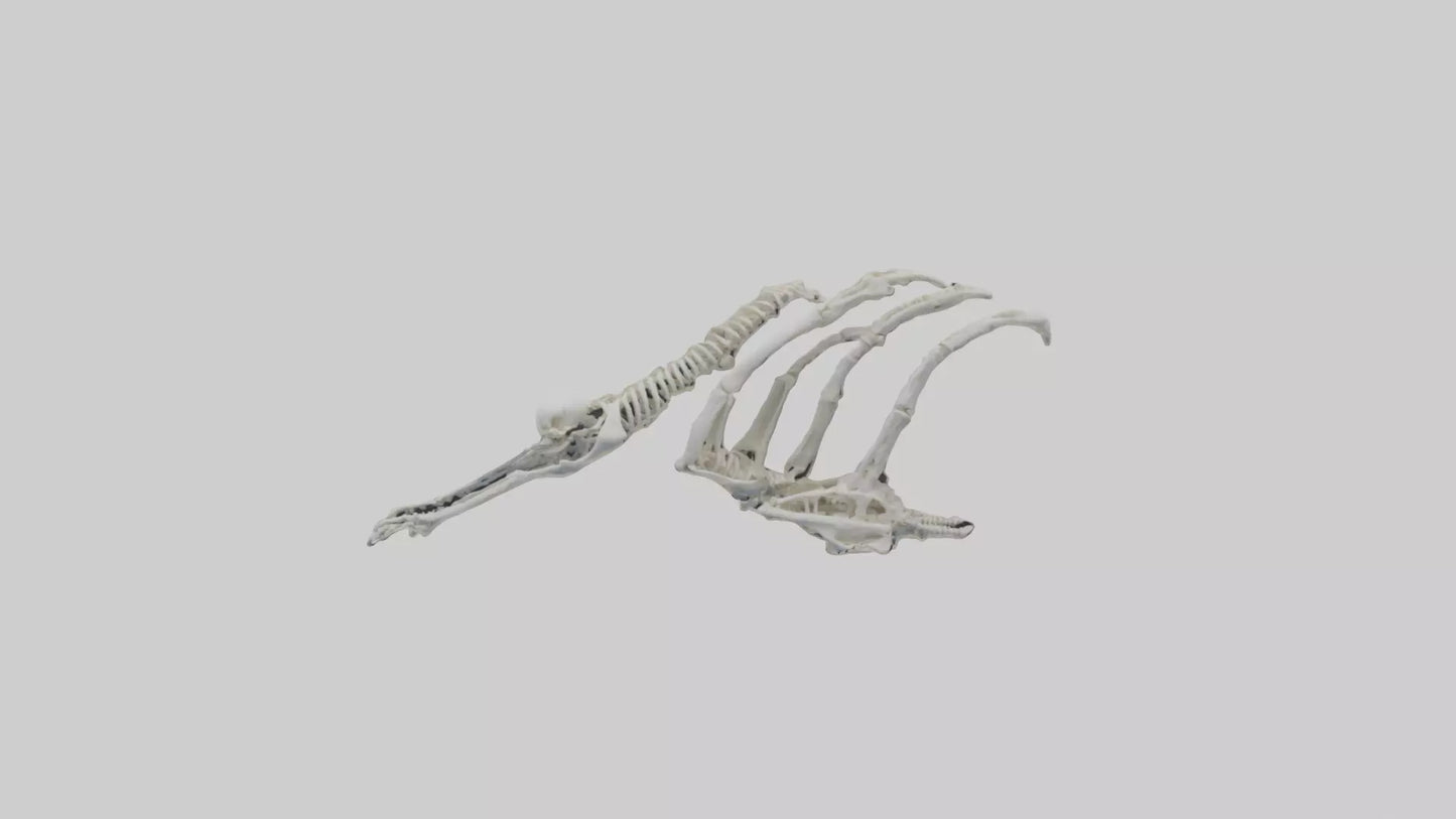 Penguin Flipper Skeleton model VR / AR / low-poly