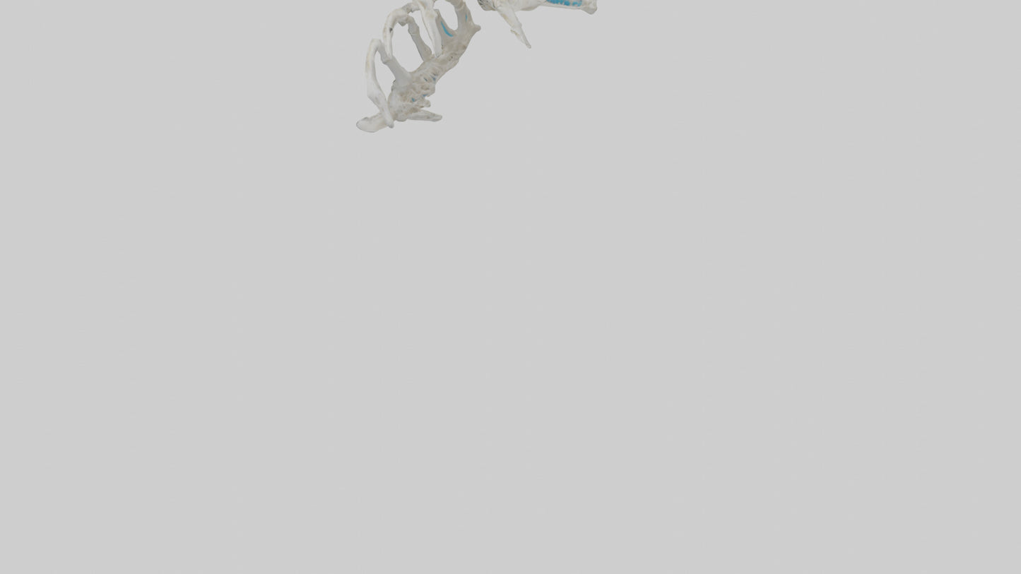 Penguin Flipper Skeleton model VR / AR / low-poly