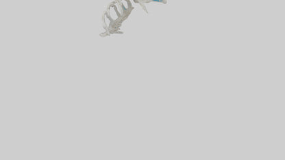 Penguin Flipper Skeleton model VR / AR / low-poly