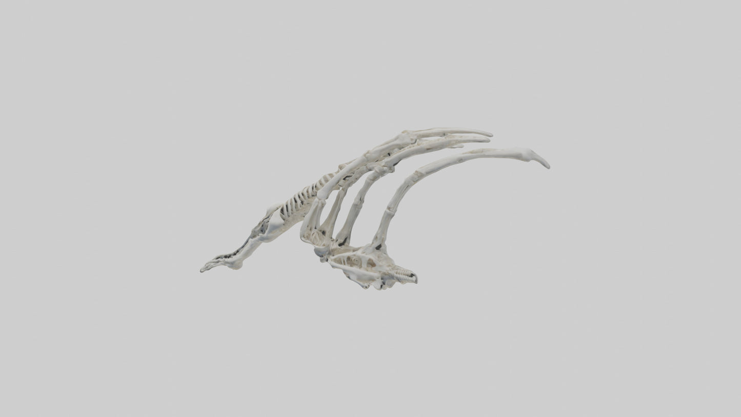 Penguin Flipper Skeleton model VR / AR / low-poly