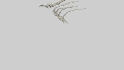 Penguin Flipper Skeleton model VR / AR / low-poly