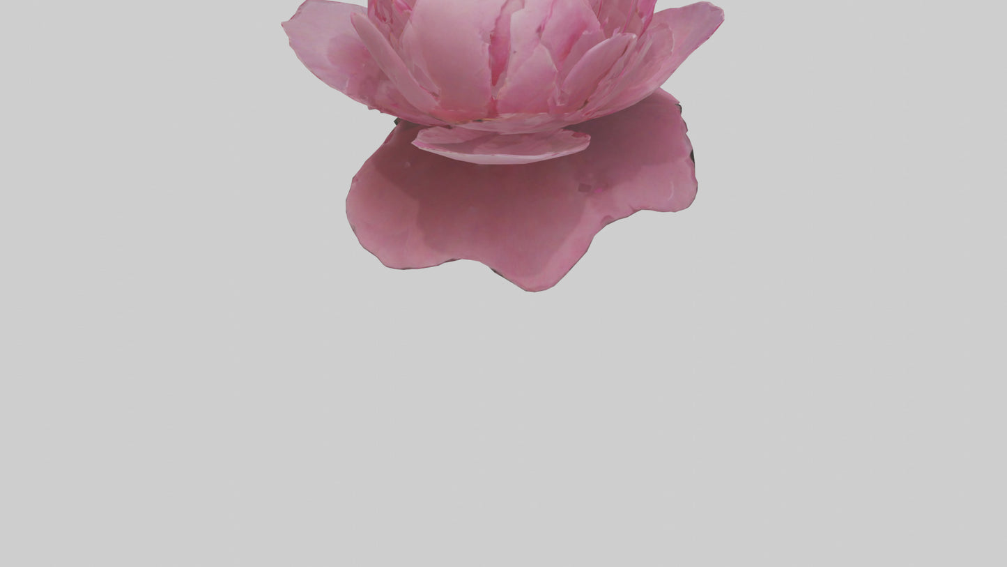 3D model Peony Flower model 2 VR / AR / low-poly