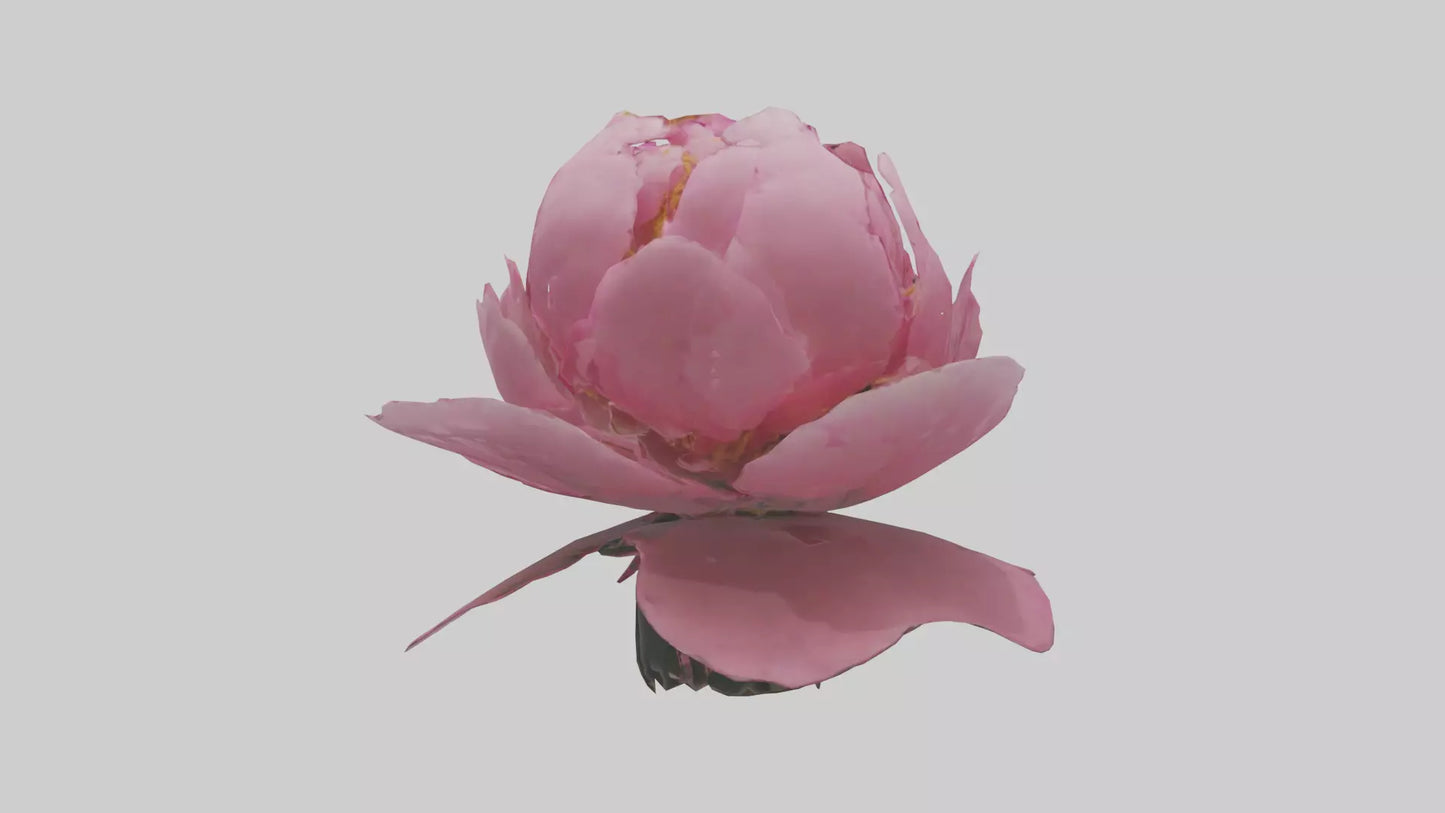 3D model Peony Flower model 2 VR / AR / low-poly
