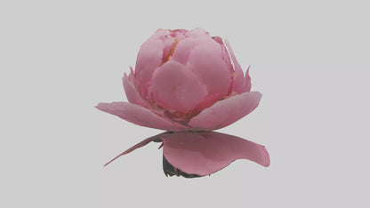 3D model Peony Flower model 2 VR / AR / low-poly