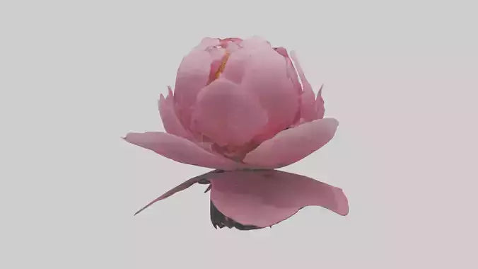 3D model Peony Flower model 2 VR / AR / low-poly