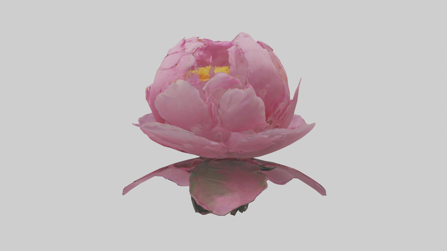 3D model Peony Flower model 2 VR / AR / low-poly