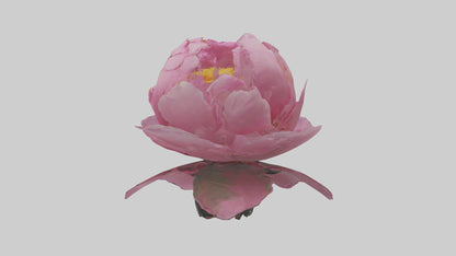 3D model Peony Flower model 2 VR / AR / low-poly