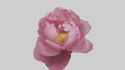 3D model Peony Flower model 2 VR / AR / low-poly