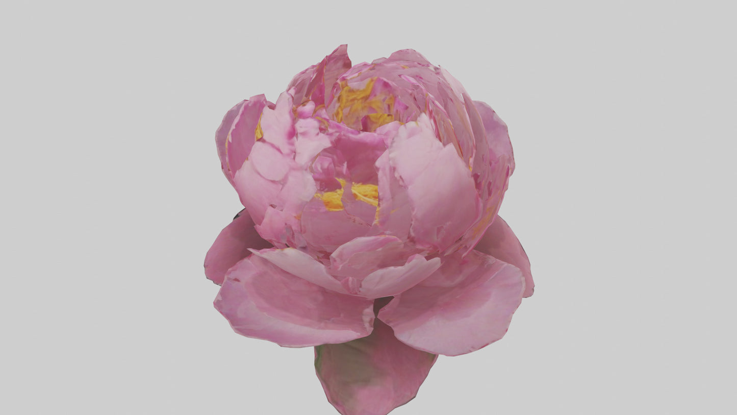 3D model Peony Flower model 2 VR / AR / low-poly