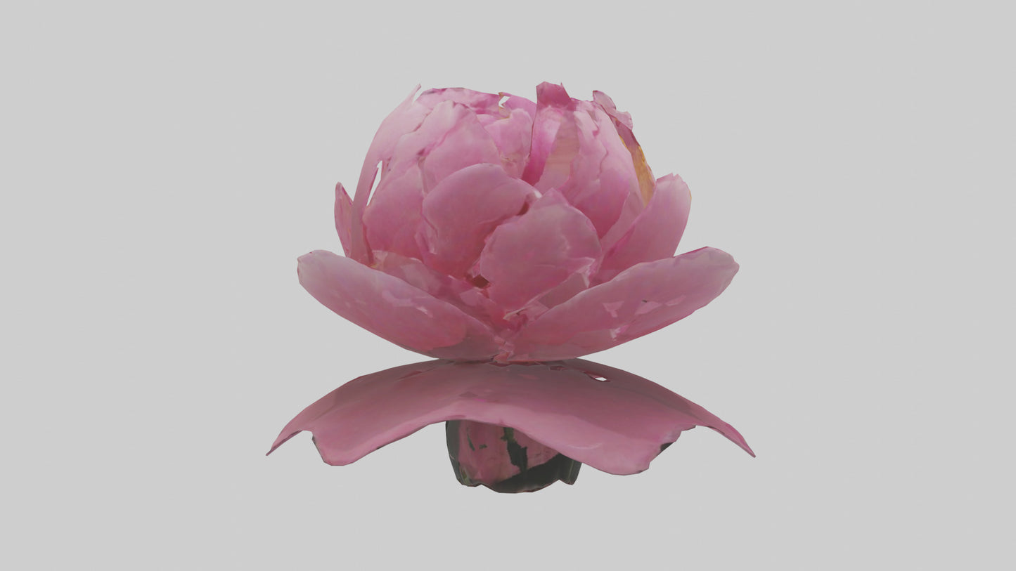 3D model Peony Flower model 2 VR / AR / low-poly