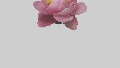 3D model Peony Flower model 2 VR / AR / low-poly