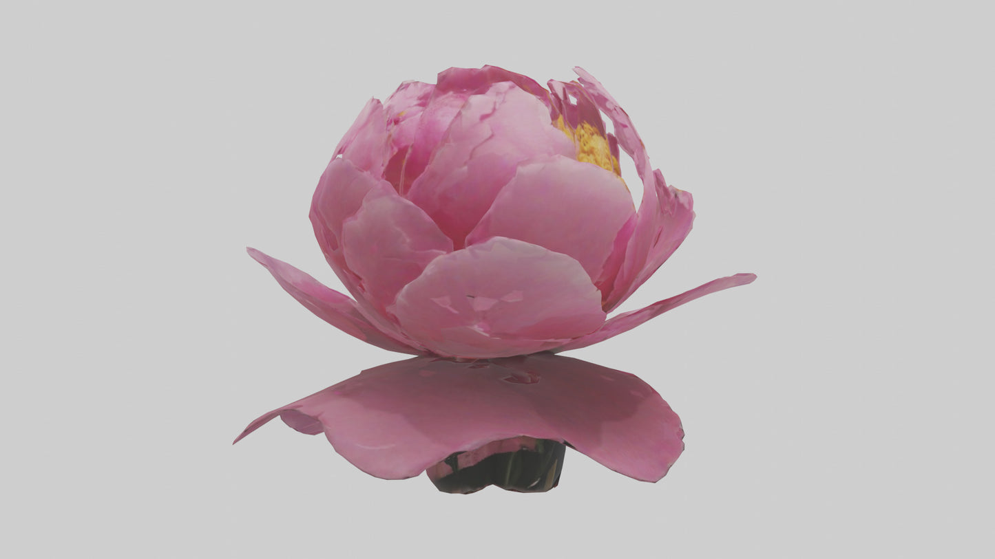 3D model Peony Flower model 2 VR / AR / low-poly
