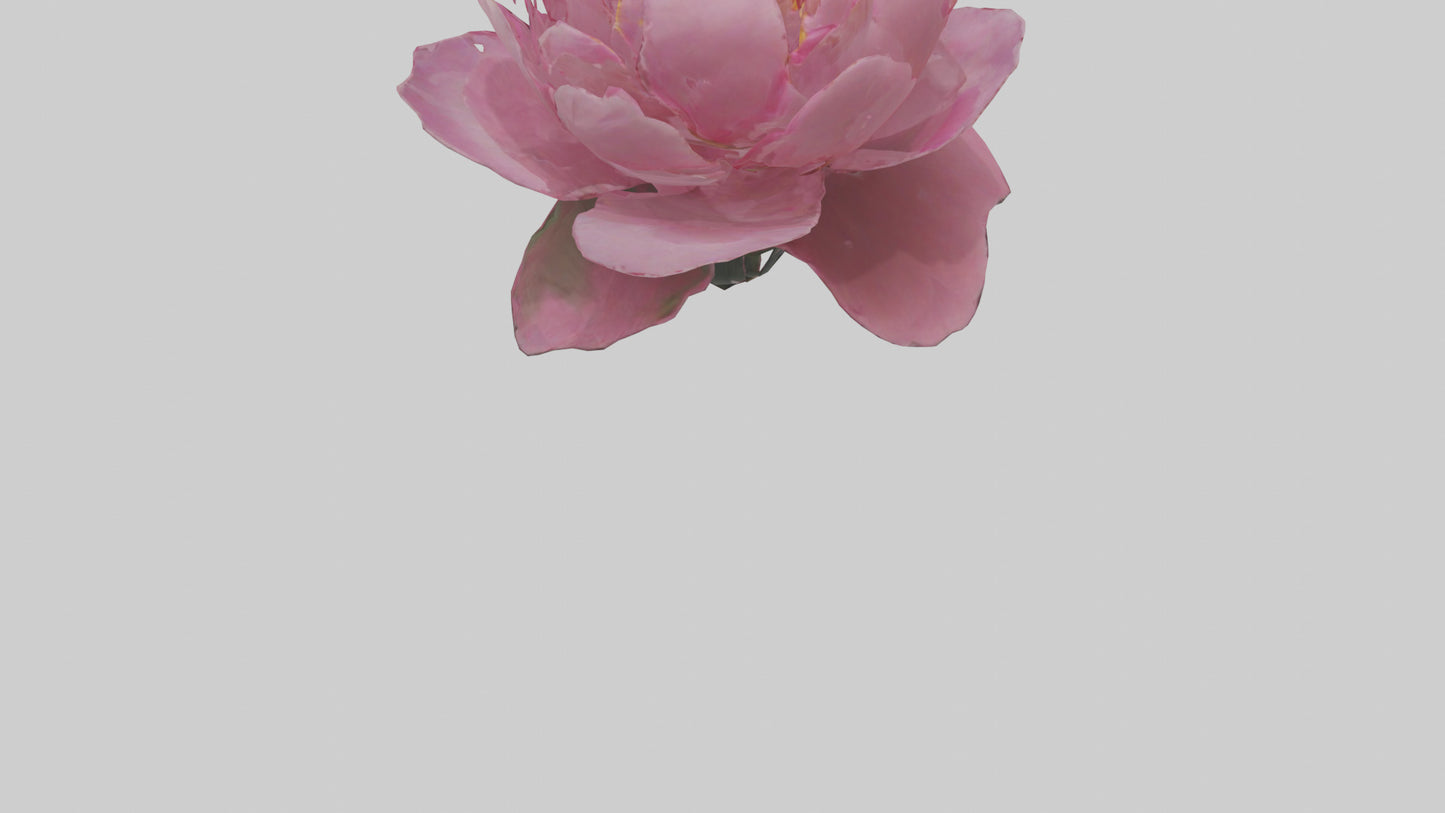 3D model Peony Flower model 2 VR / AR / low-poly