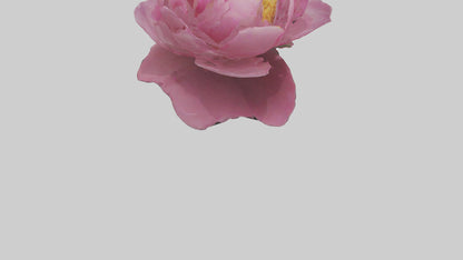 3D model Peony Flower model 2 VR / AR / low-poly