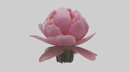 3D model Peony Flower model 2 VR / AR / low-poly