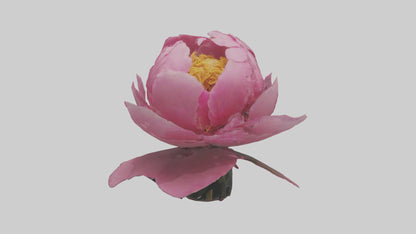 3D model Peony Flower model 2 VR / AR / low-poly