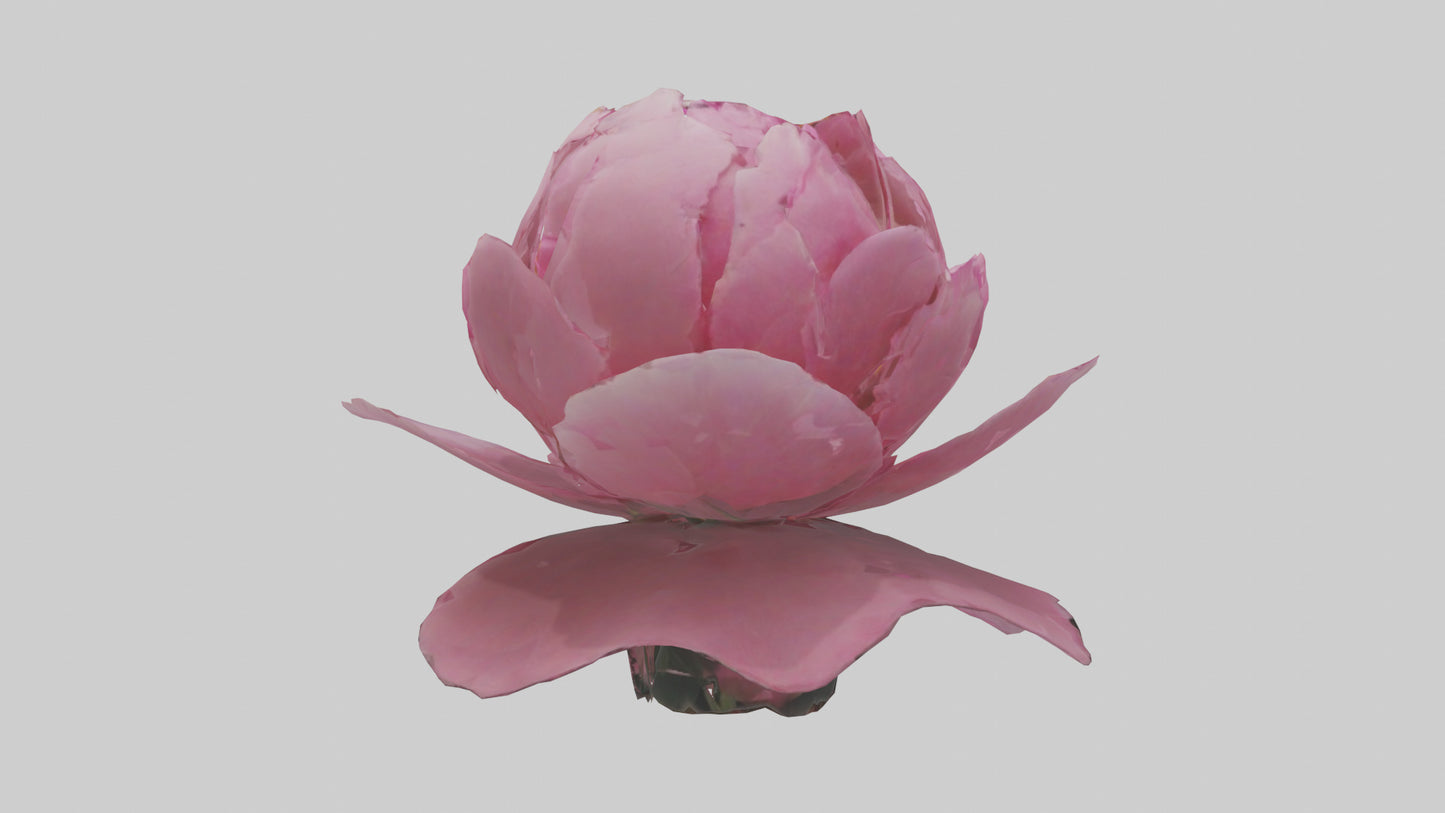 3D model Peony Flower model 2 VR / AR / low-poly