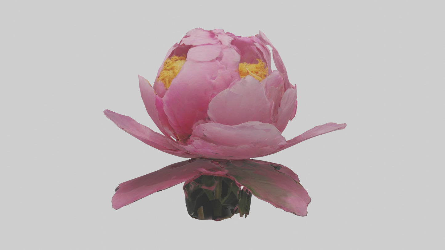 3D model Peony Flower model 2 VR / AR / low-poly