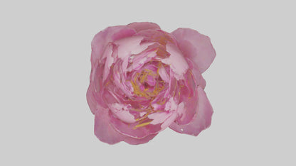 3D model Peony Flower model 2 VR / AR / low-poly