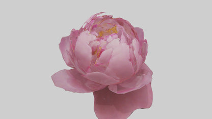 3D model Peony Flower model 2 VR / AR / low-poly