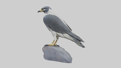 Peregrine Falcon statue model VR / AR / low-poly