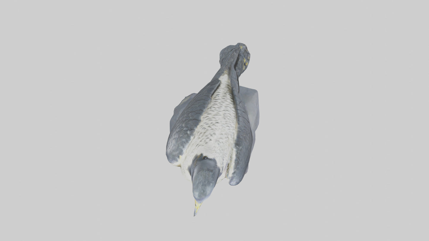 Peregrine Falcon statue model VR / AR / low-poly