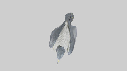 Peregrine Falcon statue model VR / AR / low-poly