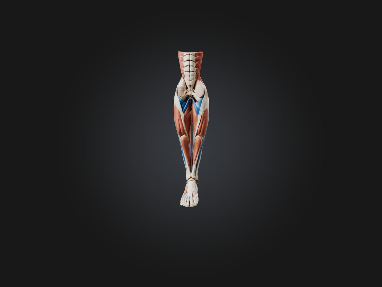 3D model Peroneus Longus Muscle Model VR / AR / low-poly