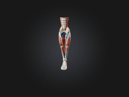 3D model Peroneus Longus Muscle Model VR / AR / low-poly