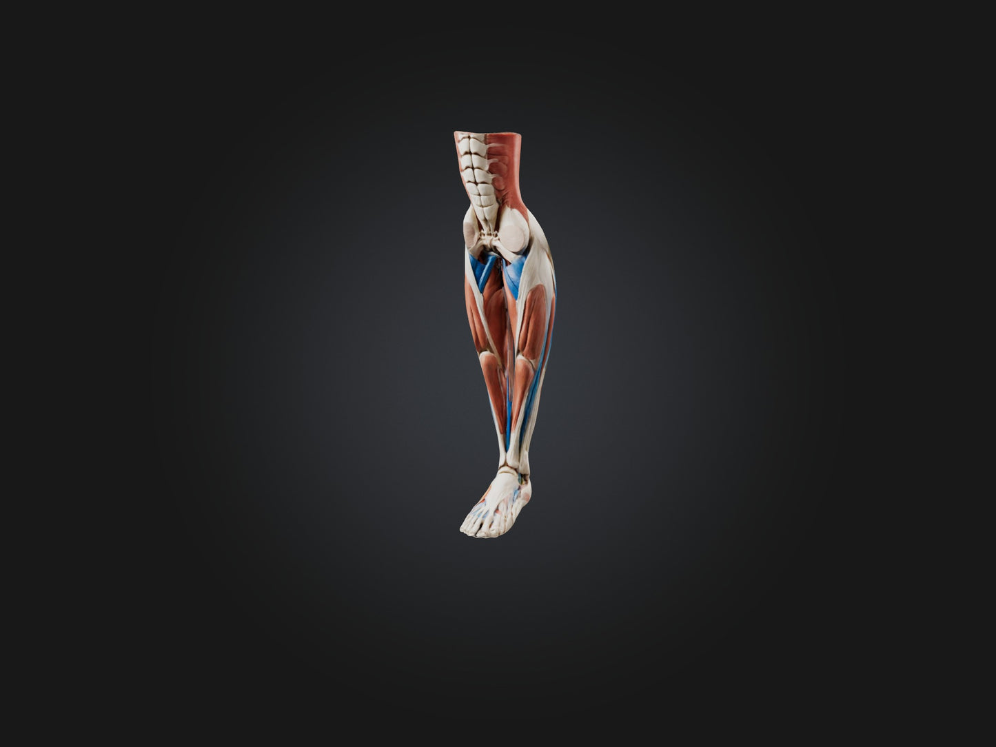 3D model Peroneus Longus Muscle Model VR / AR / low-poly