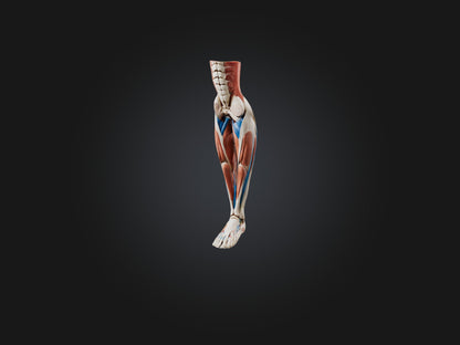 3D model Peroneus Longus Muscle Model VR / AR / low-poly