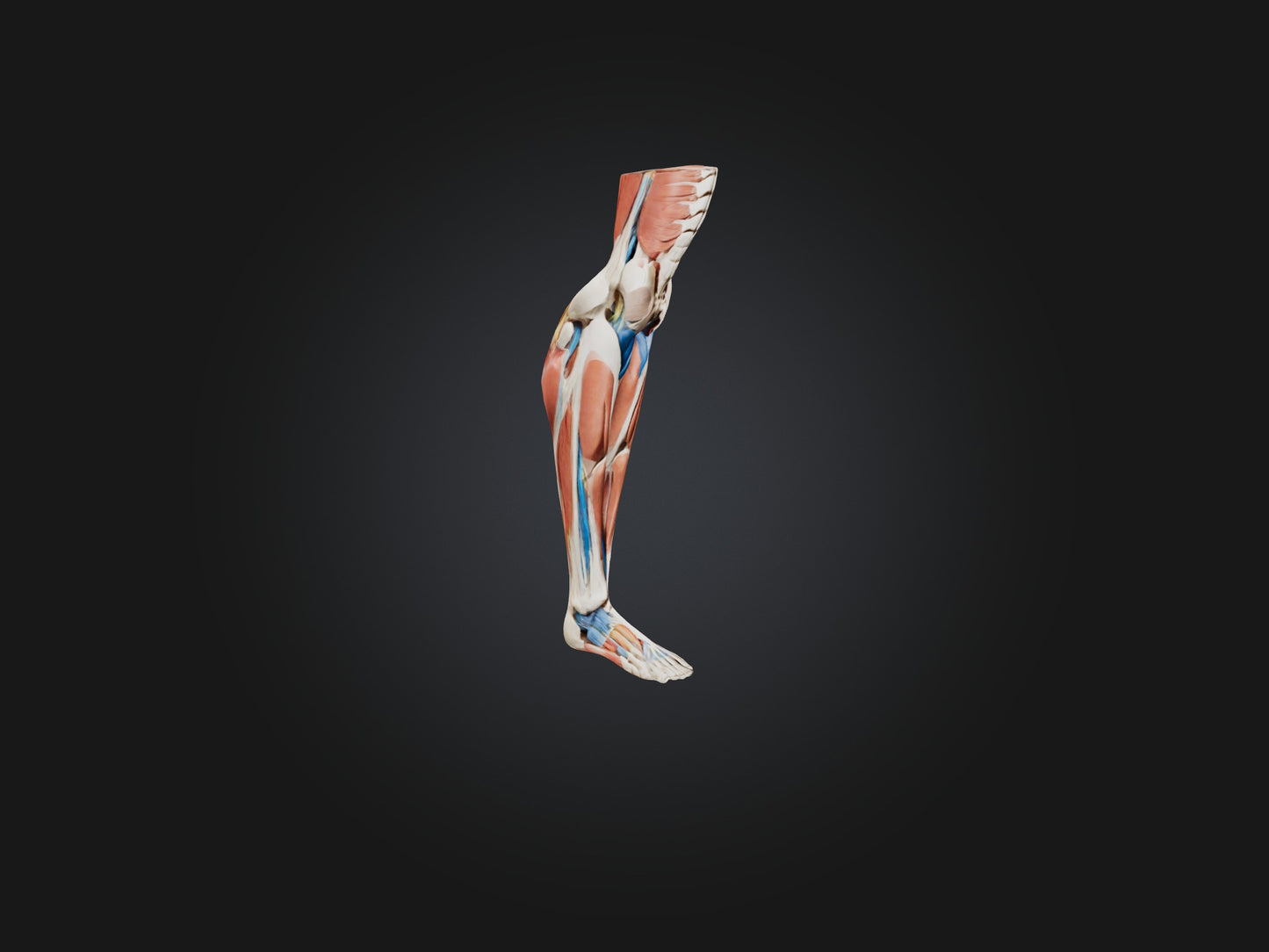 3D model Peroneus Longus Muscle Model VR / AR / low-poly