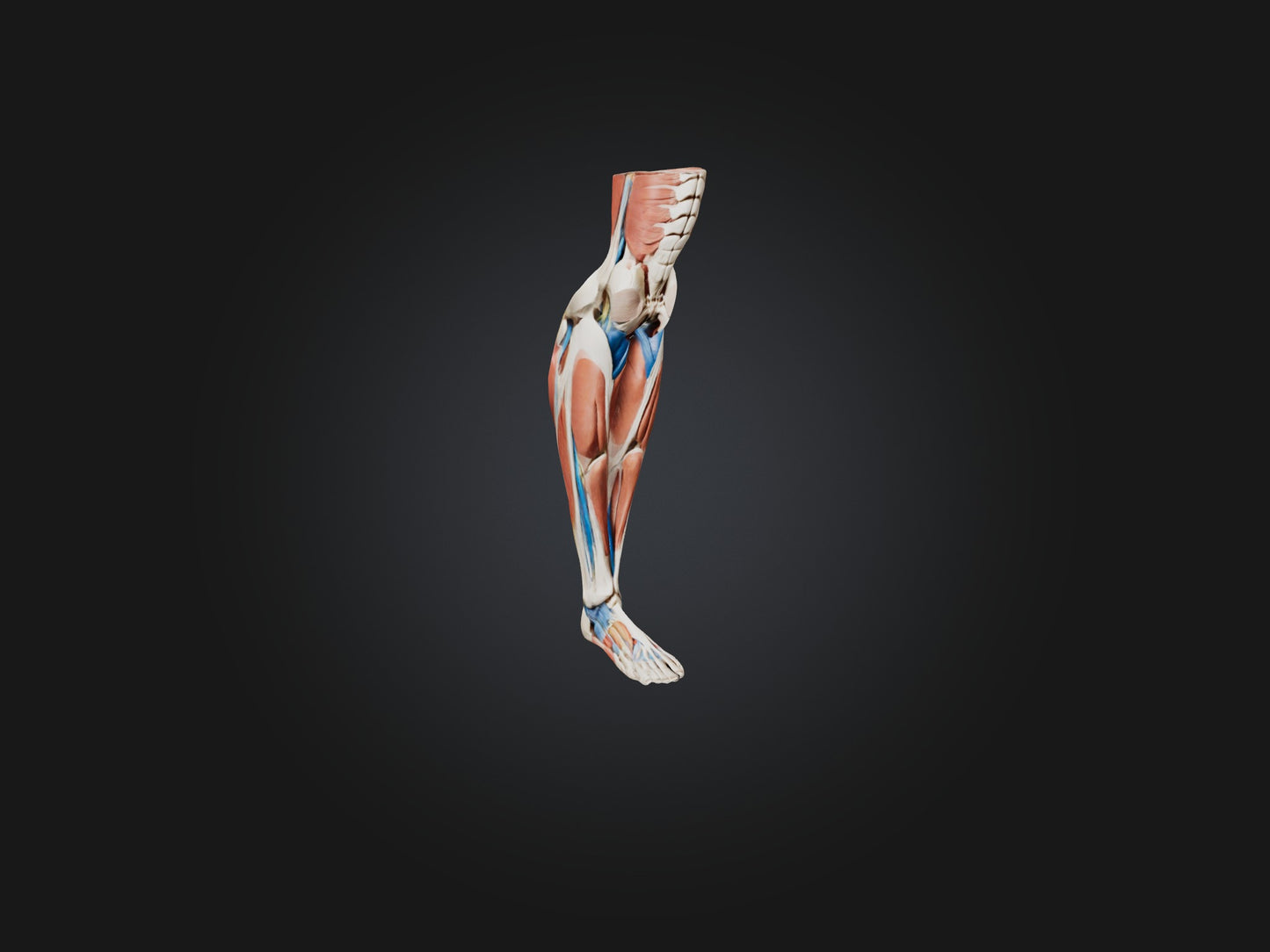 3D model Peroneus Longus Muscle Model VR / AR / low-poly