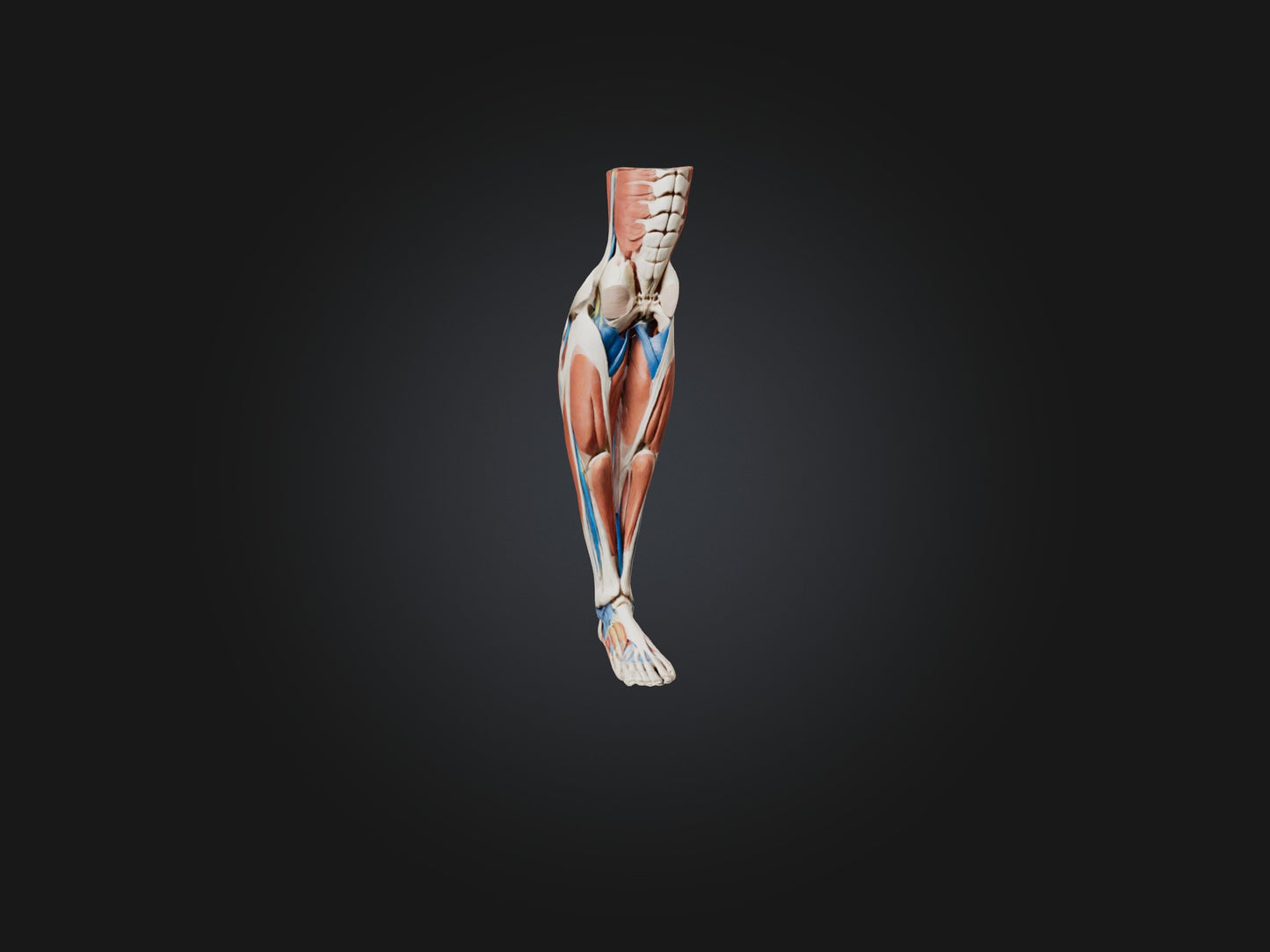 3D model Peroneus Longus Muscle Model VR / AR / low-poly