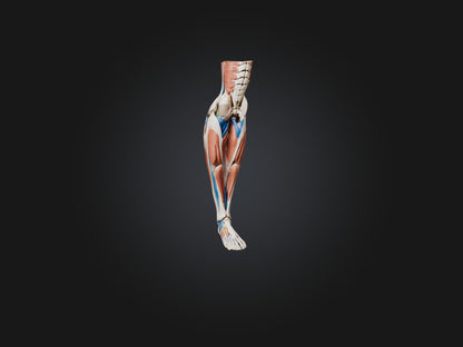 3D model Peroneus Longus Muscle Model VR / AR / low-poly
