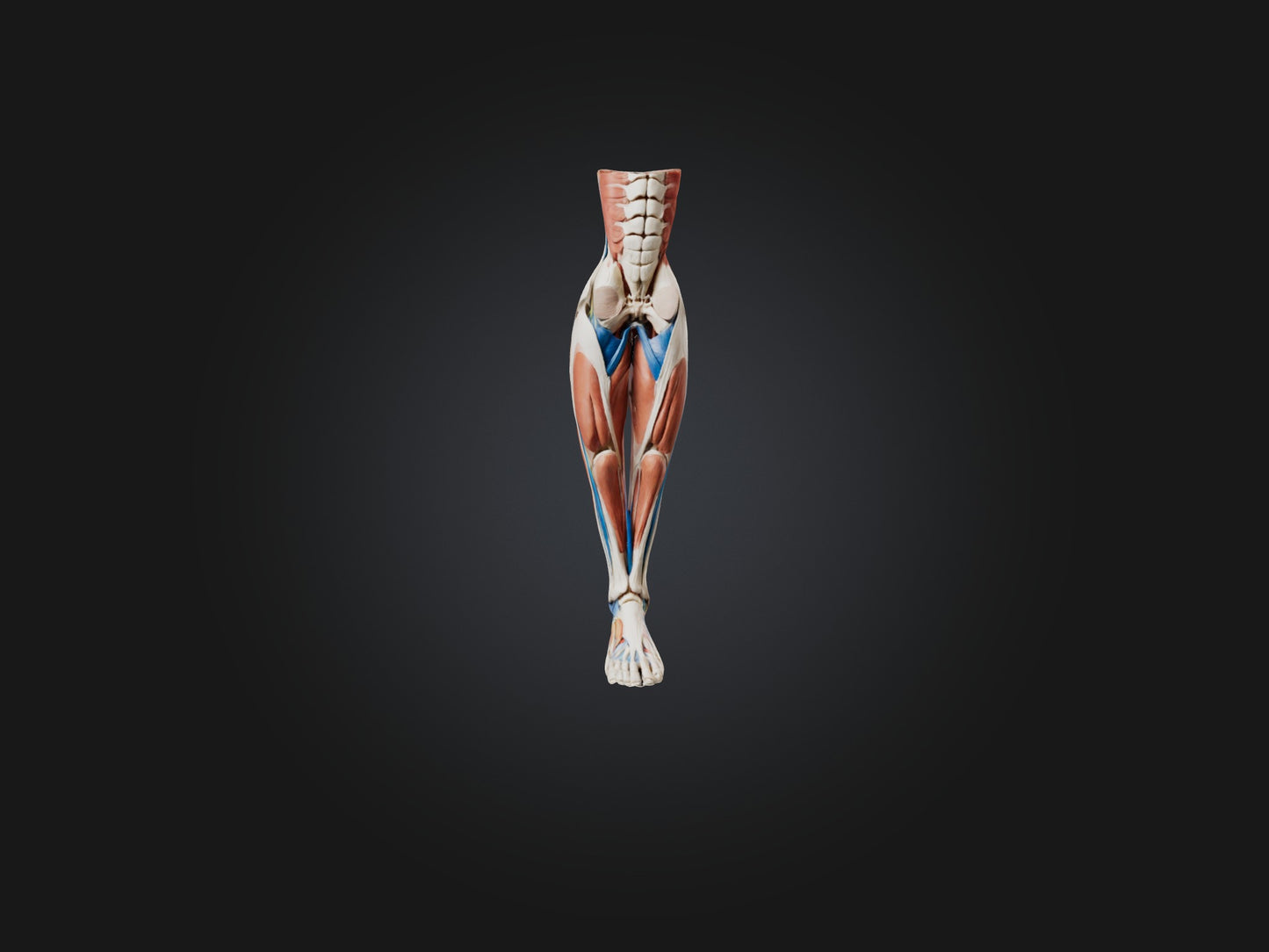 3D model Peroneus Longus Muscle Model VR / AR / low-poly