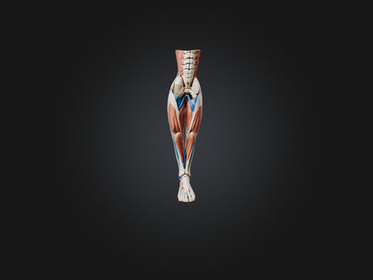 3D model Peroneus Longus Muscle Model VR / AR / low-poly