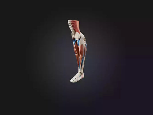 3D model Peroneus Longus Muscle Model VR / AR / low-poly