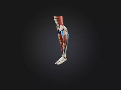3D model Peroneus Longus Muscle Model VR / AR / low-poly