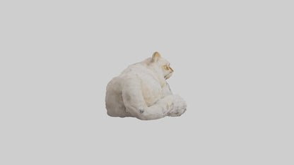 Persian Cat resting model VR / AR / low-poly