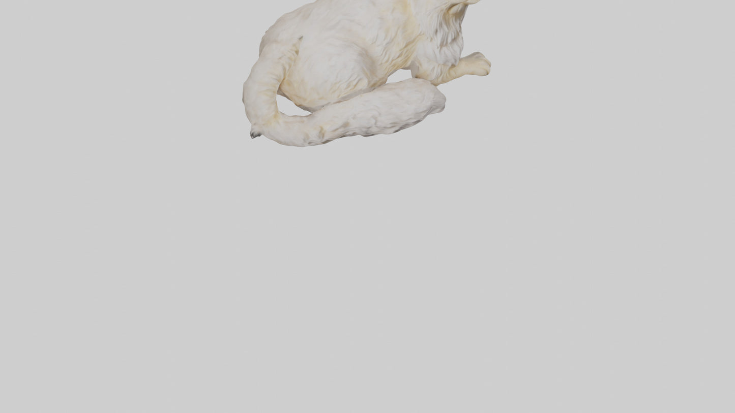 Persian Cat resting model VR / AR / low-poly