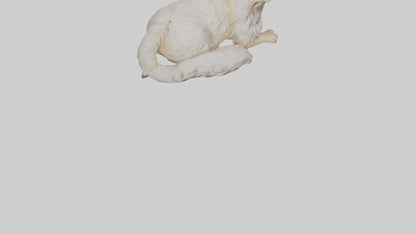 Persian Cat resting model VR / AR / low-poly