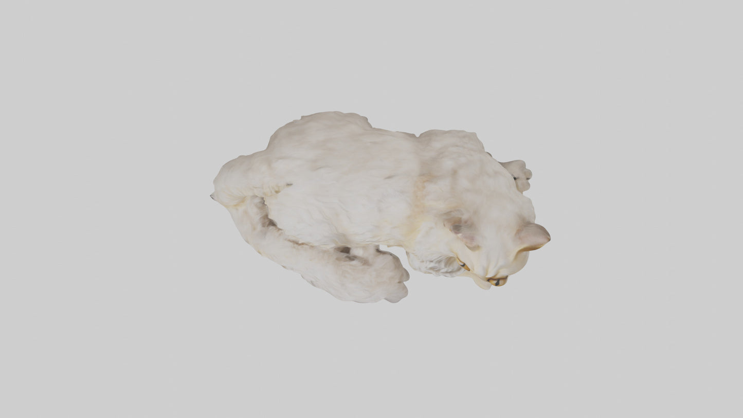 Persian Cat resting model VR / AR / low-poly