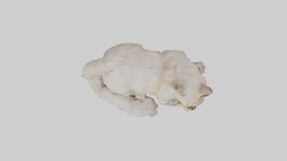Persian Cat resting model VR / AR / low-poly