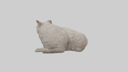 Persian Cat resting model VR / AR / low-poly