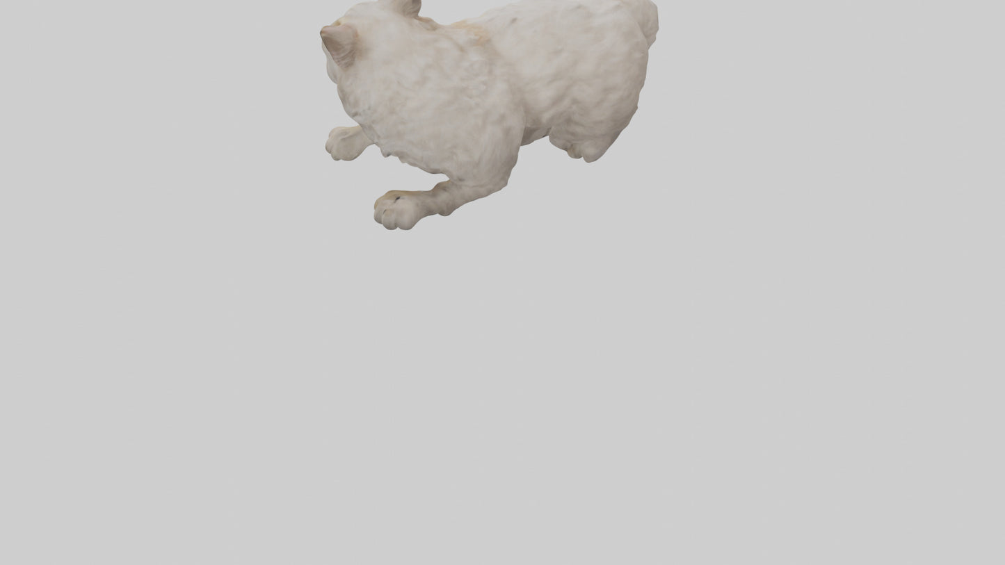 Persian Cat resting model VR / AR / low-poly