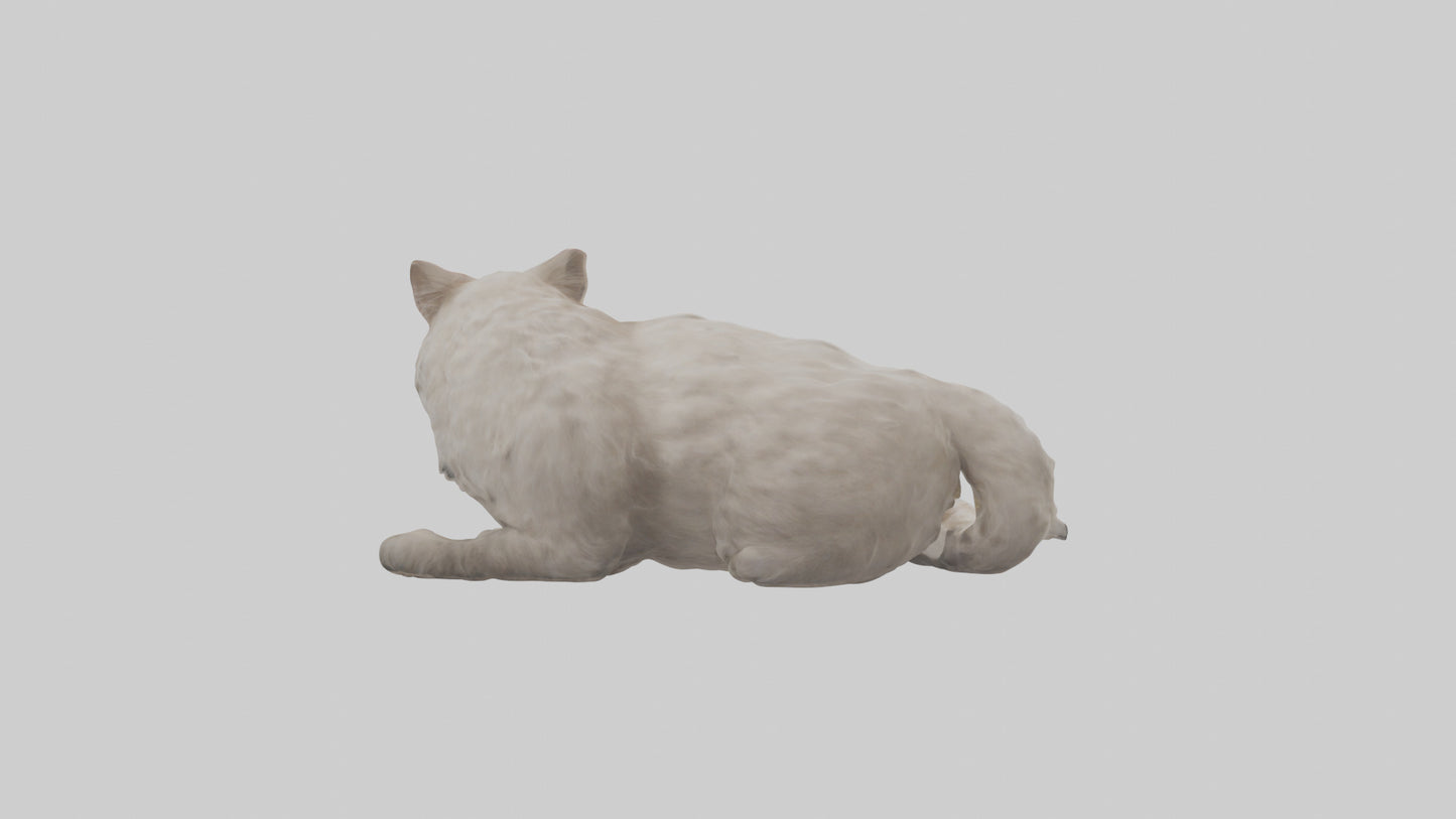 Persian Cat resting model VR / AR / low-poly