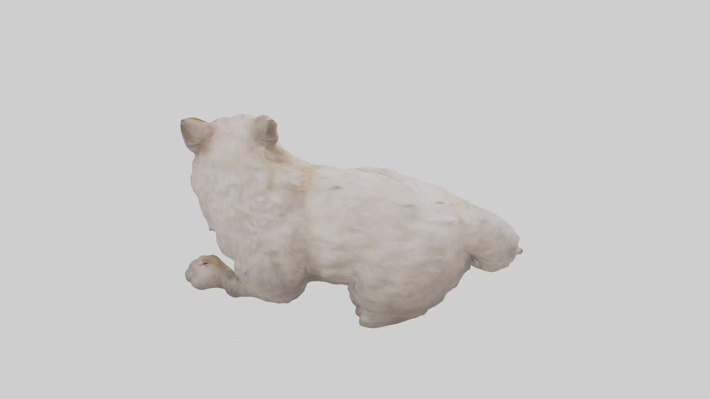 Persian Cat resting model VR / AR / low-poly