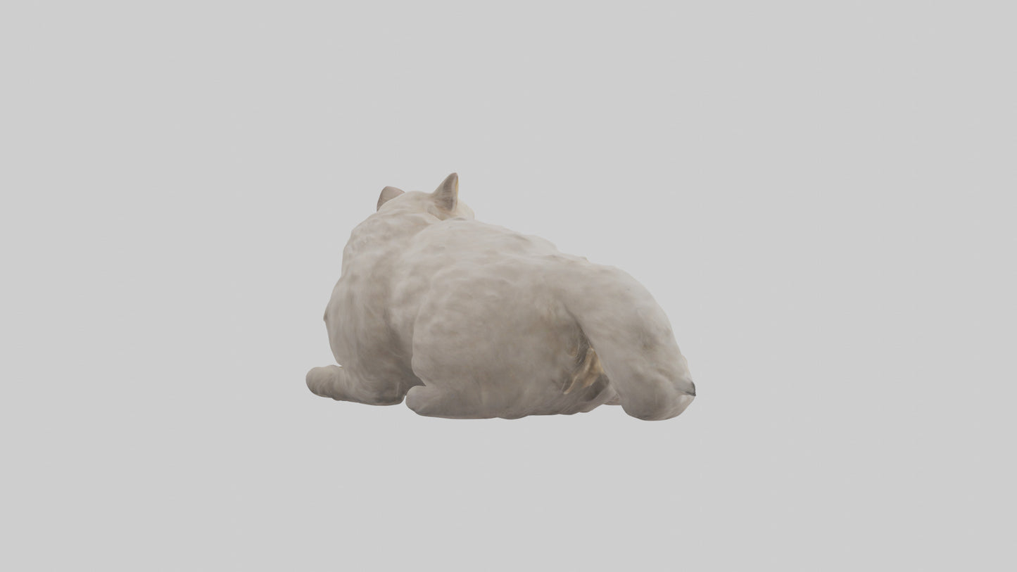 Persian Cat resting model VR / AR / low-poly